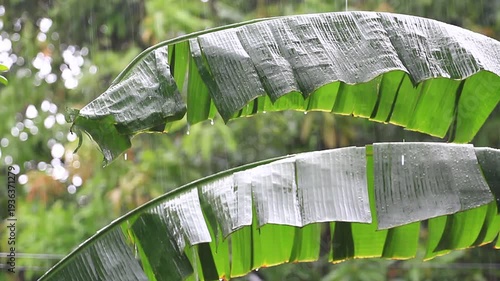 Motion of Banana leaves in the rain.