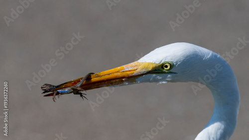 Fotografía Great egret catching a lizard in its beak in bright daylight