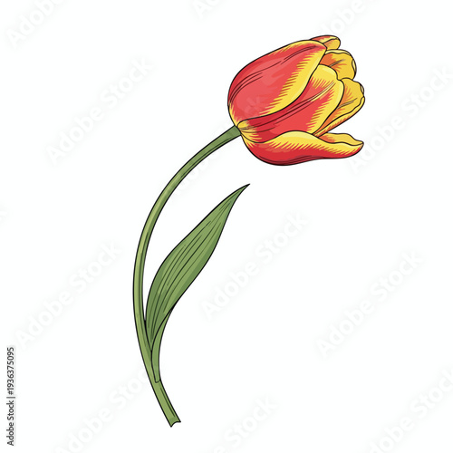 Vibrant Red and Yellow Tulip Flower with Green Stem and Leaf