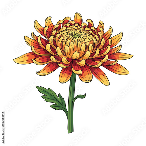 Vibrant Chrysanthemum Flower with Bright Petals and Green Stem for Floral Decoration and Nature Themes