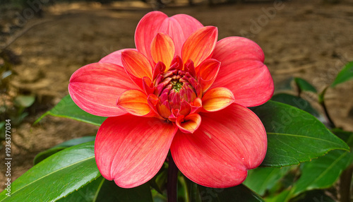 Red beautifull Flower with sand background 