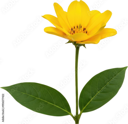 A vibrant yellow flower with green leaves isolated on transparent background