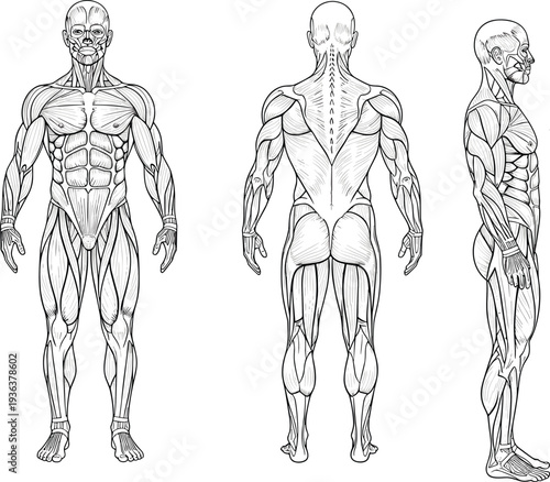 Human muscular system anatomy vector illustration featuring front back and side views of male body muscles for medical education and fitness