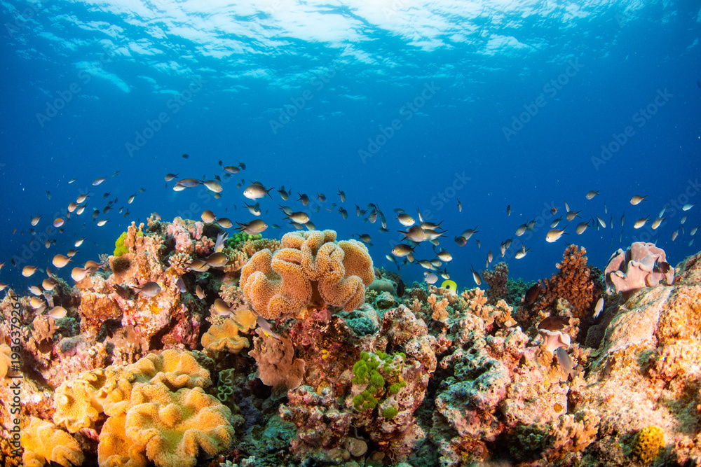 Fototapeta premium coral reef and fishes