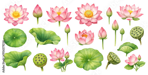 A charming watercolor collection of pink lotus flowers, buds, leaves, and seed pods for botanical clipart and spa wellness design.