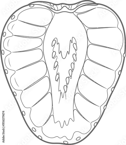 Detailed Outline Drawing of a Cross-Section of a Strawberry Fruit Showing Seeds, Flesh Segments, and Outer Skin on a Transparent Background