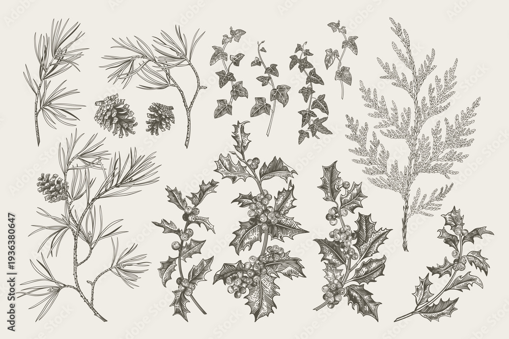 Fototapeta premium Hand-drawn vintage botanical set of winter flora — pine, holly, cypress, ivy, and pinecones. Detailed line art. Black and White
