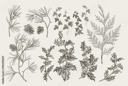Hand-drawn vintage botanical set of winter flora — pine, holly, cypress, ivy, and pinecones. Detailed line art. Black and White