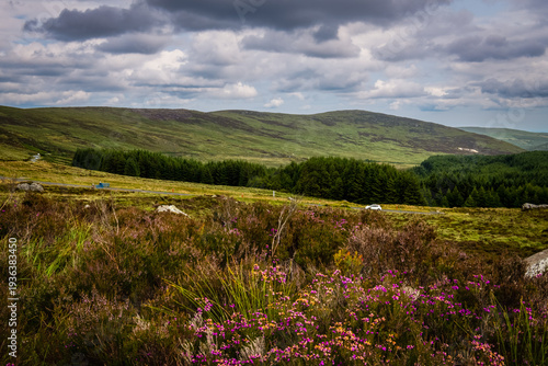Canvastavla Rolling Hills and Heather Fields in Wicklow Mountains, Ireland