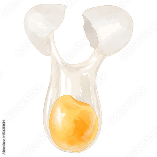 割った瞬間の生卵のリアルタッチなイラスト