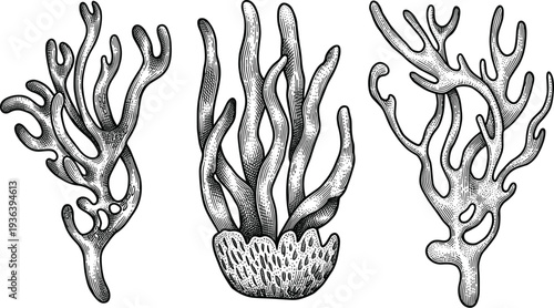 Engraved coral reef life with intricate details in vintage style illustration