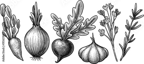 Engraved garden vegetables and herbs in vintage style illustration