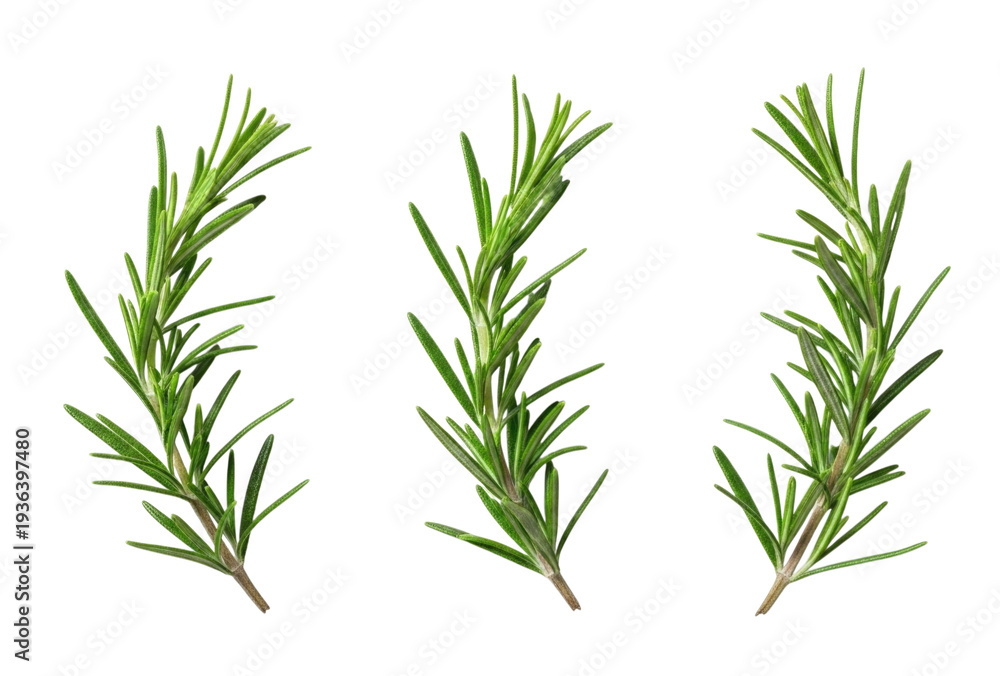 Fototapeta premium Three sprigs of rosemary transparent background cutout png