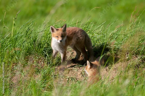 Naklejka na ścianę lis na polu
