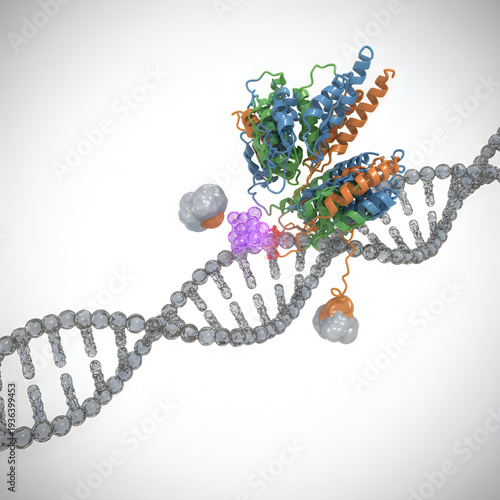 Molecular illustration depicting proteins interacting with a segment of dna helix structure