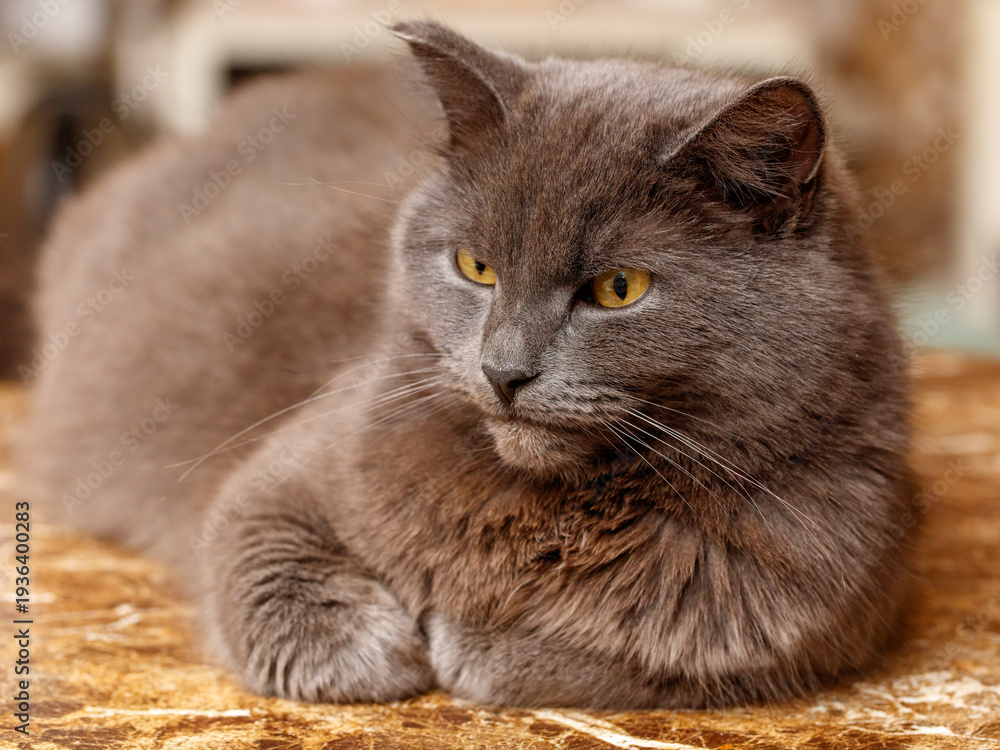 Obraz premium A grey cat is laying on a table