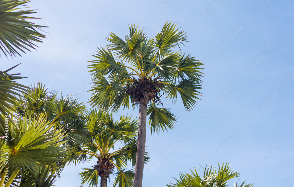 Fototapeta premium A palm tree with a lot of leaves is in the middle of a blue sky