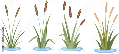 Set of cattail reeds and marsh grass plants in water flat vector illustration aquatic wetland vegetation collection isolated on white