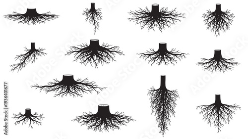 Tree roots silhouette set with different spread patterns and sizes on a white background, graphic design elements