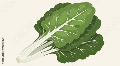Fresh green Swiss chard leaves vector illustration on light background
