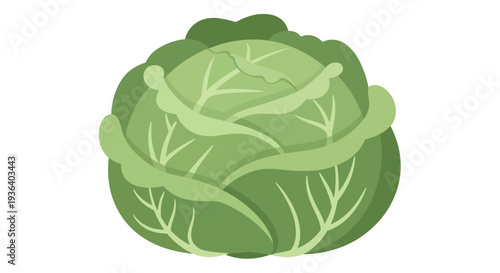 Fresh whole green cabbage vegetable flat design illustration