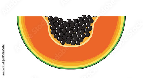 Fresh tropical papaya fruit slice with black seeds illustration