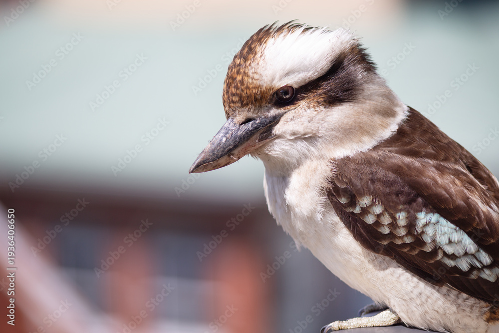 Fototapeta premium Kookaburra (Dacelo novaeguineae) sitting on a balcony rail