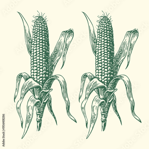 Vintage style green ink illustration featuring two detailed ears of corn on the stalk with husks partially peeled back presenting kernels