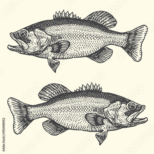 Vintage engraved vector illustration featuring two detailed black and white largemouth bass fish swimming gracefully side by side