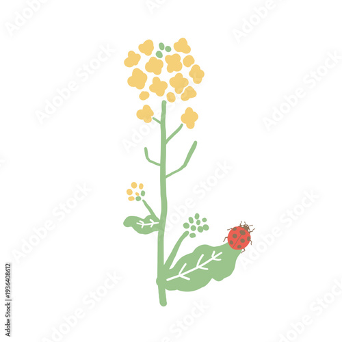 Rapeseed Flower and Ladybug Illustration