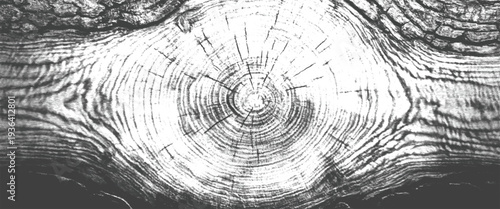 Closeup of tree trunk with visible growth rings and natural wood texture