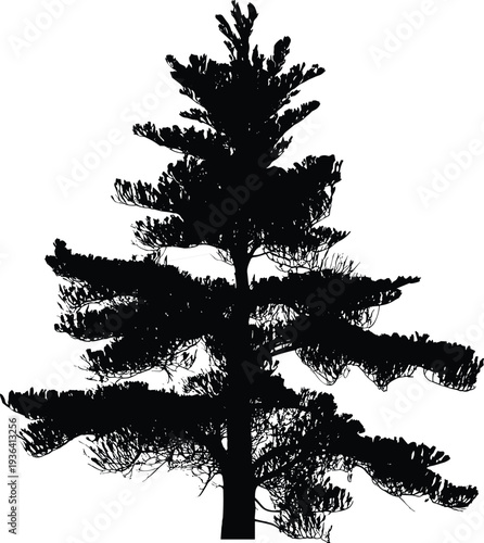 Isolated evergreen pine tree silhouette, detailed conifer branches botanical nature illustration on white background