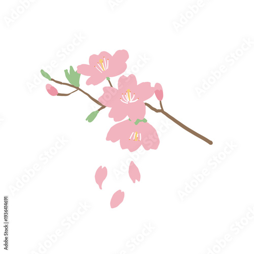 Cherry Blossom Branch Illustration – Sakura Spring Flower