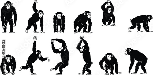 Set of black silhouettes of chimpanzees and apes in various positions including walking, climbing, and sitting isolated on white background,