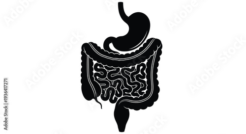 Simple illustration of the human digestive system stomach and intestines