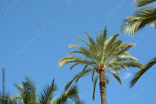 
tropical palm trees against a blue sky