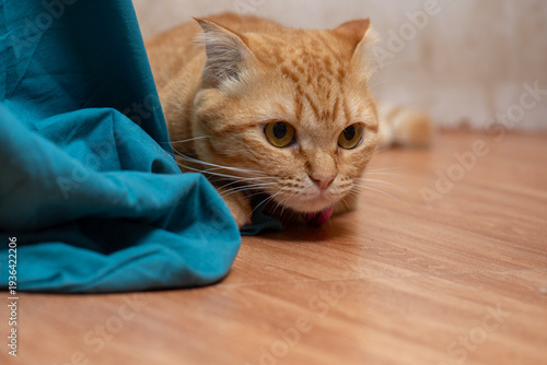 A orange cat lying down and staring intently at something.