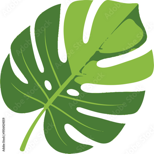 Large monstera deliciosa leaf vector graphic