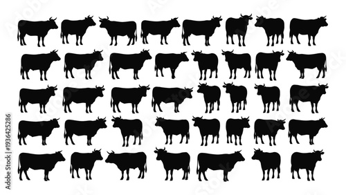 A large group of black cow silhouettes standing in rows