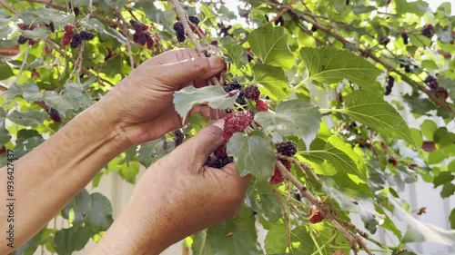 Hand-picked ripe mulberries from the tree, ready to eat.