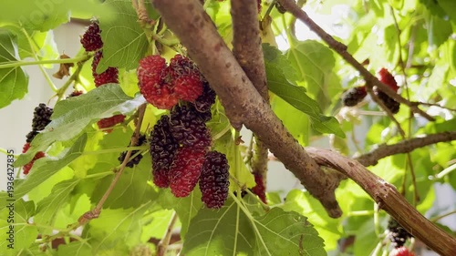 The mulberries are ripe on the tree and ready to be harvested and eaten.