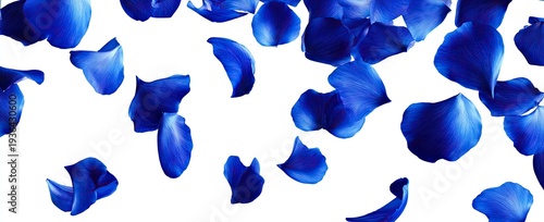 Deep blue petals cascade against a white backdrop, creating a vibrant, airy, and elegant composition