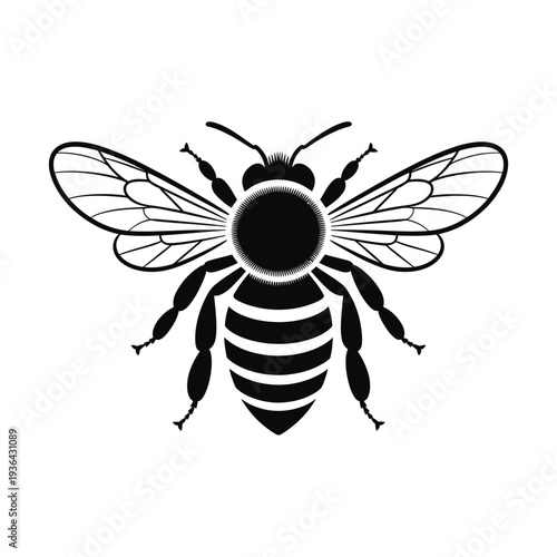 A detailed black and white illustration of a honeybee in flight