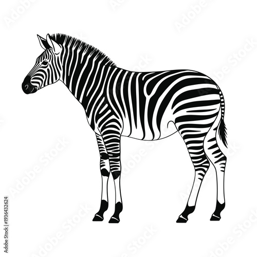 A detailed black and white illustration of a zebra standing in profile