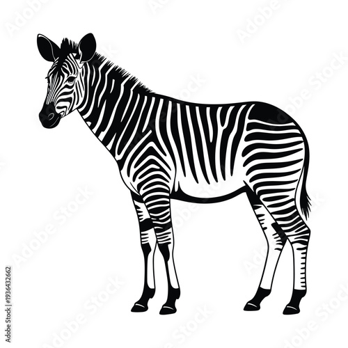 A striking black and white illustration of a zebra standing gracefully
