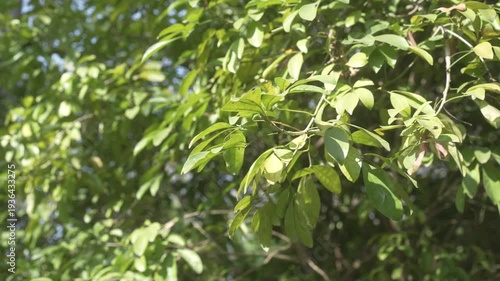 Sunlit green leaves on tree branches with soft background, outdoor nature foliage texture in summer daylight.