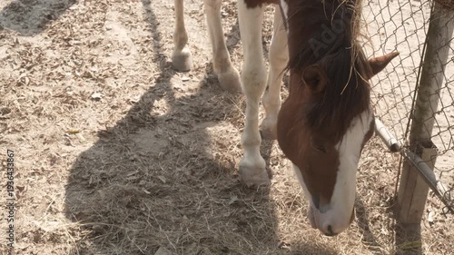 Horse with brown and white coat eating hay near a wire fence in a sunny paddock, casting long shadows on dry ground.