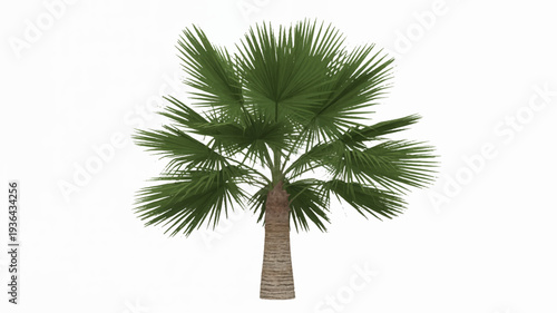 Palm tree with lush green leaves on a white background symbolizing tropical vacations and relaxation