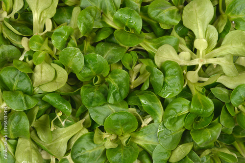 Detailed top view of fresh green corn salad leaves also known as lambs lettuce filling the frame with natural texture