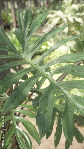 Close-up of green split-leaf tropical plant with water droplets, natural garden background, soft light and shallow depth of field.